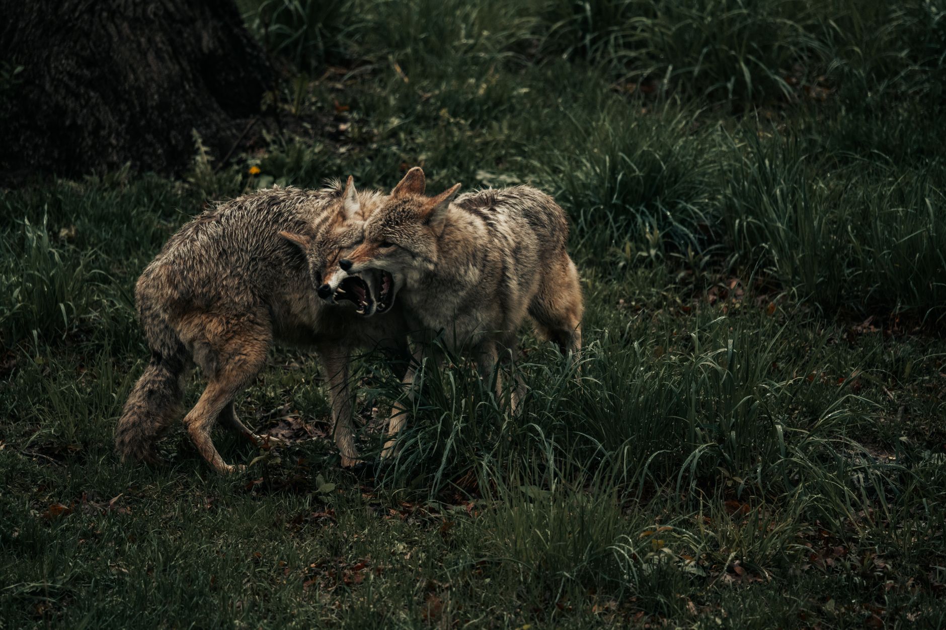 Coyote scratches child at Markham playground