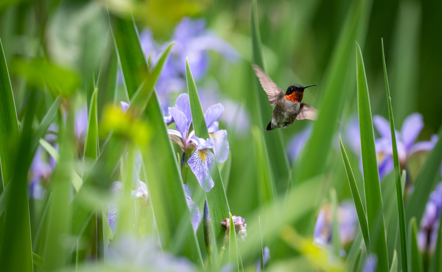 In mid-June, irises reach their heavenly peak