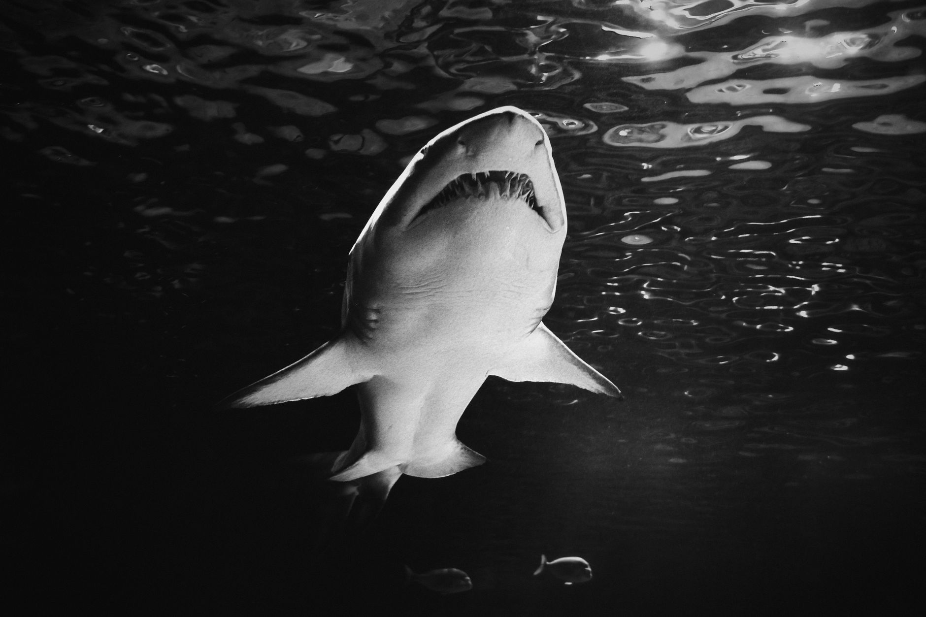 Woman critically injured in Sydney shark attack