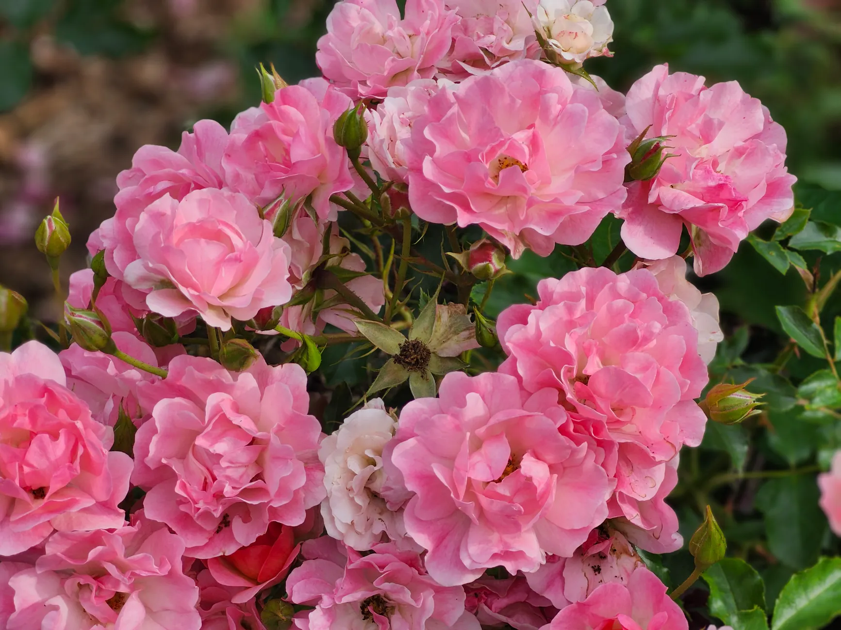 Botanical Gardens of Silver Springs is free, 20 acres, and run entirely by volunteers