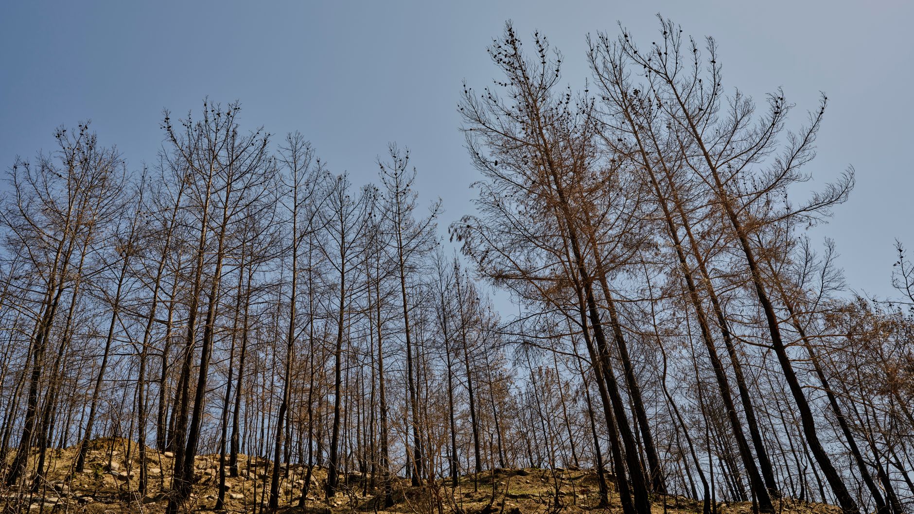 Okanagan wildfire driven by drought and climate change, experts warn of worsening crisis