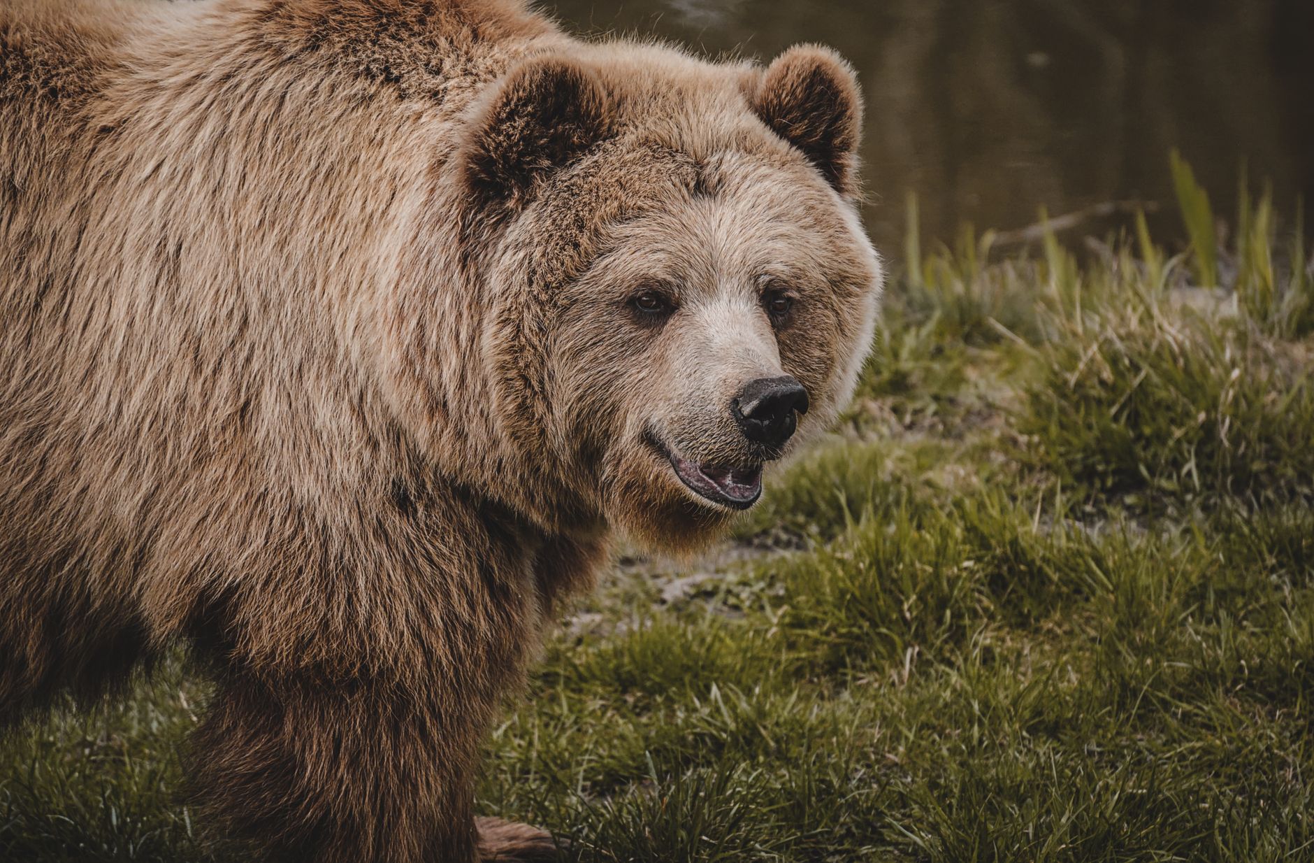 B.C. hiker recovers after grizzly bear attack east of Gold Bridge