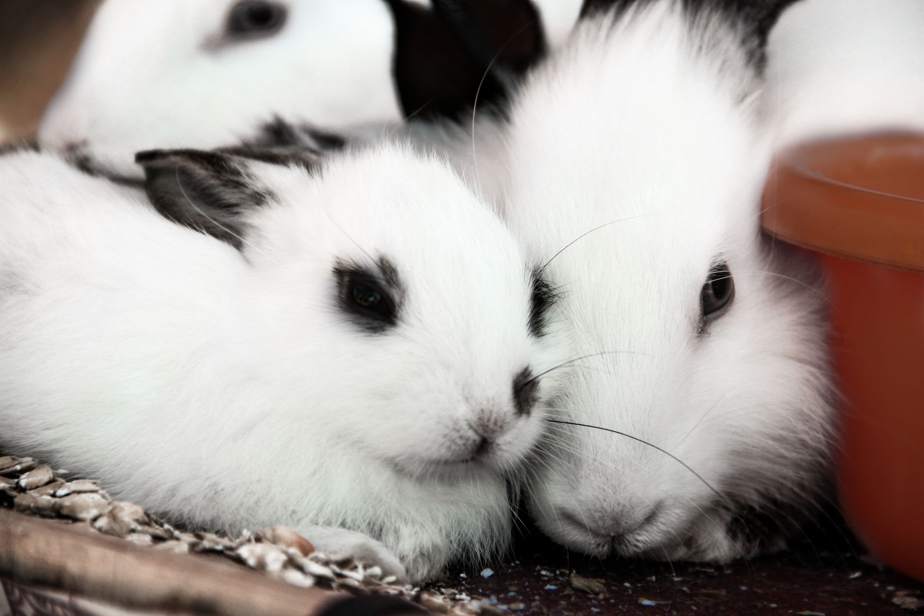 Eight-year sentence for rabbit killings marks Alberta record
