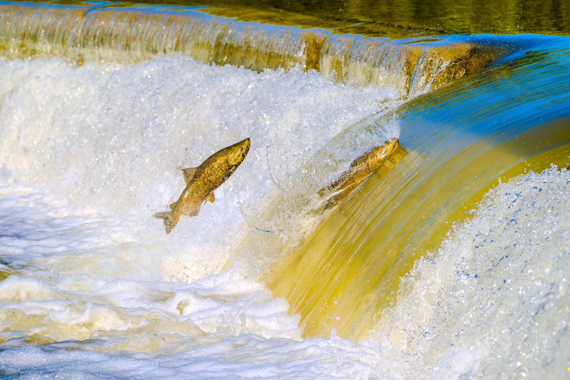 BC restricts water use on Salmon River to protect endangered Chinook salmon amid drought