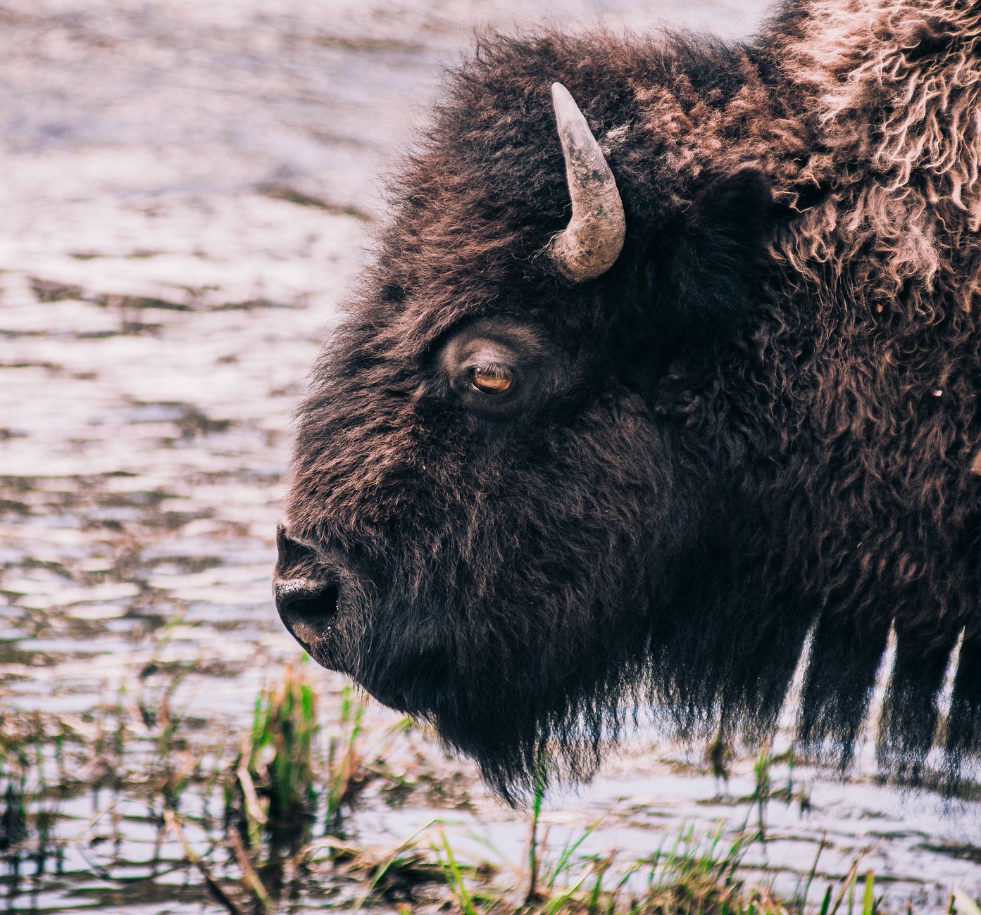 Head-Smashed-In Buffalo Jump celebrates 50 years of Canada's World Heritage commitment