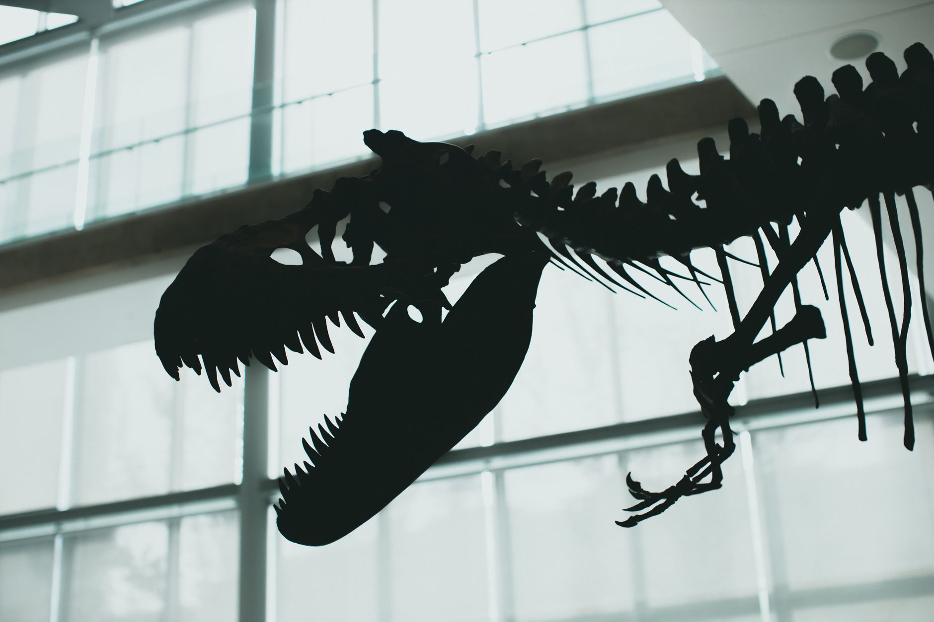 T. rex Breath and Bones Come Alive at Telus Spark This Weekend