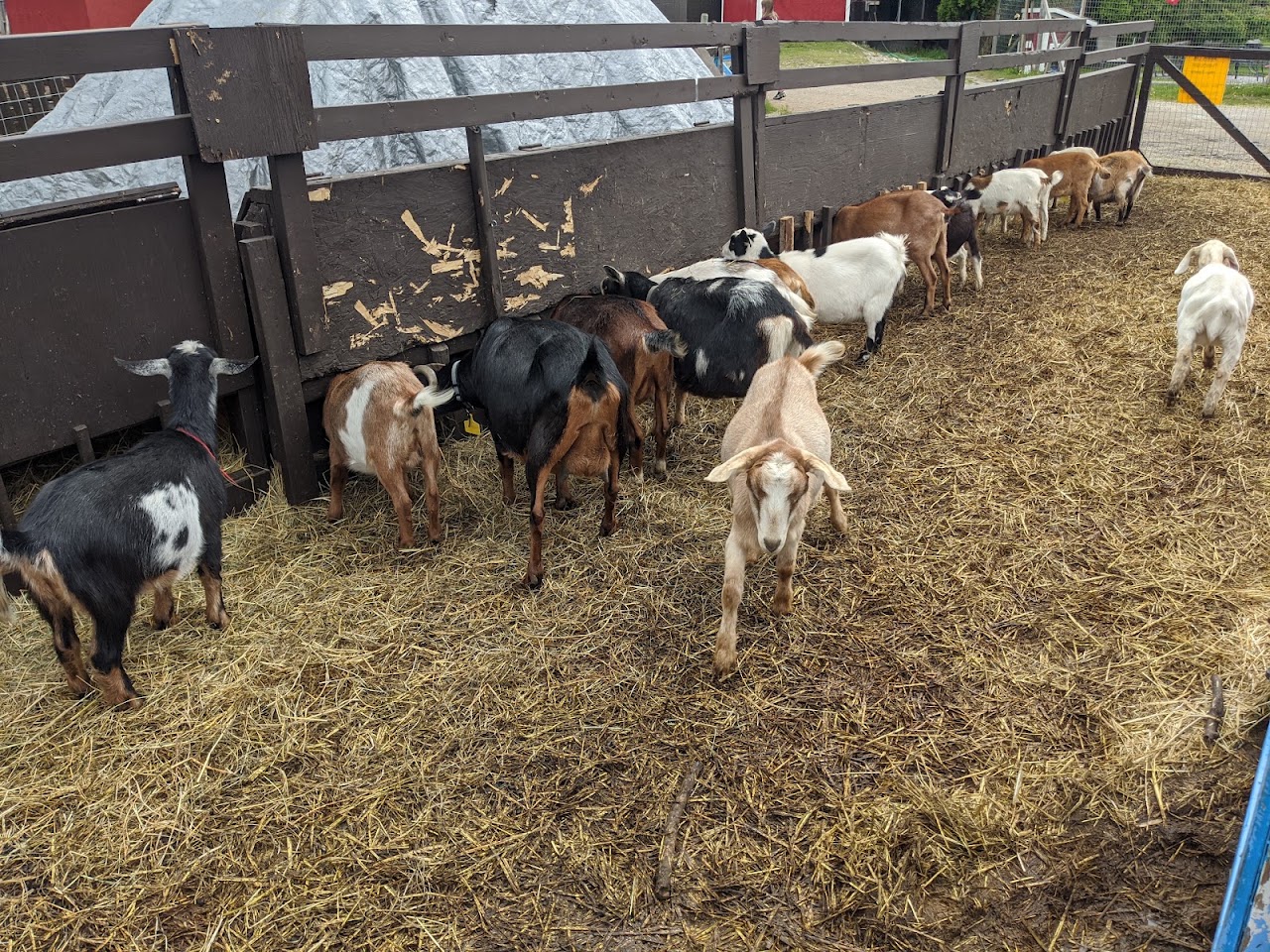 Hang out with cute animals at five spots in and around Calgary this summer