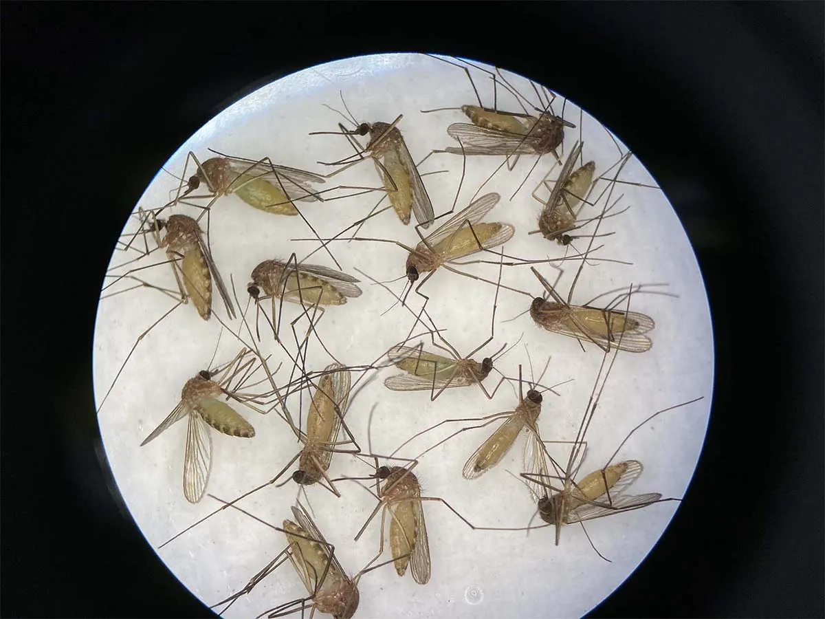 Mosquitoes likely to spike in next few weeks after wet weekend