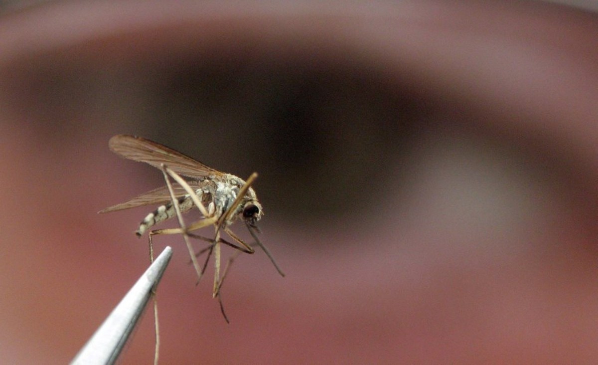 Invasive mosquitoes carrying brain virus found near Sea-to-Sky