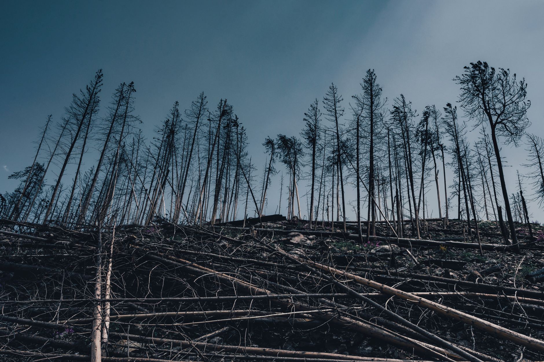 Okanagan wineries tally wildfire losses as Bald Range fire grows to 22,693 hectares