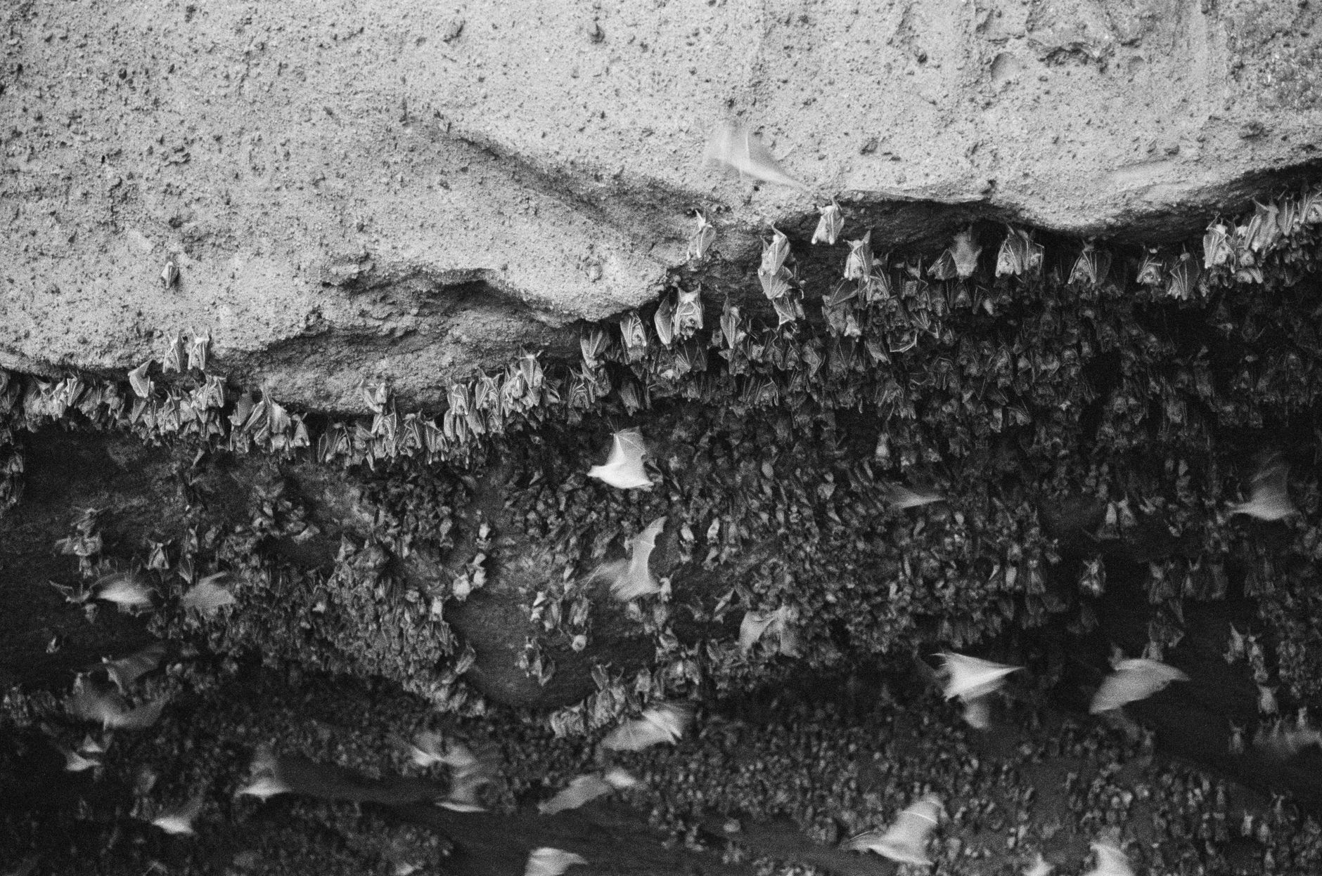 Inside Alberta caves, scientists battle bat-killing fungus
