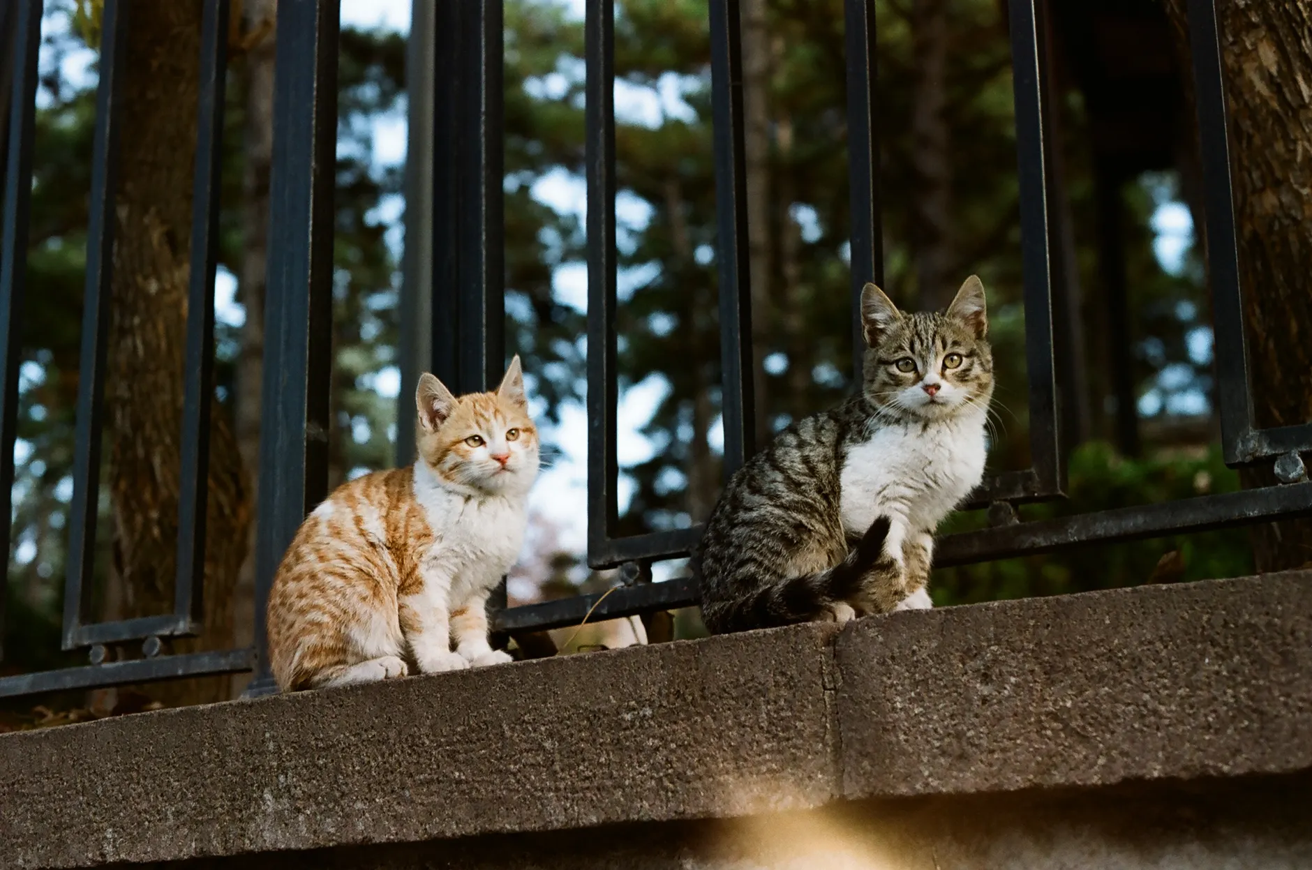 New Westminster continues search for displaced cats after July 11 apartment fire