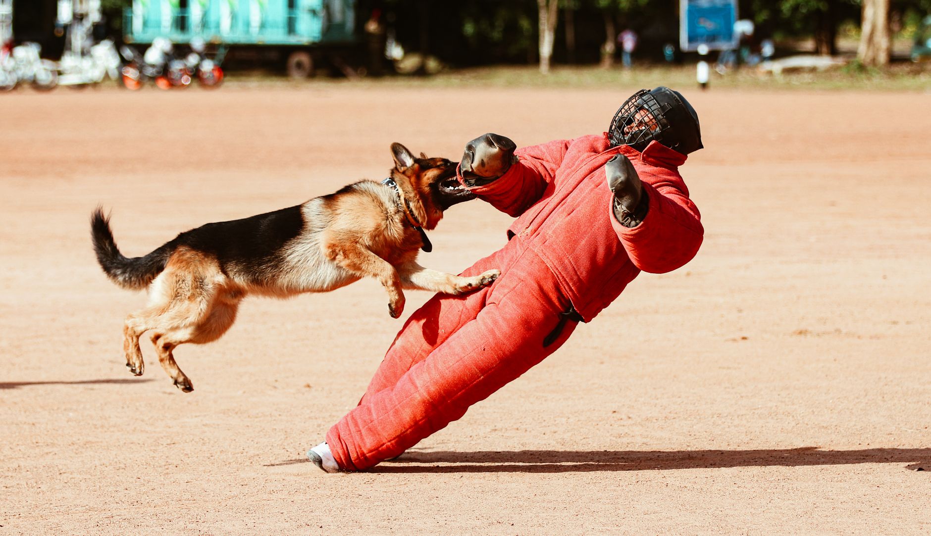 How raising a challenging German Shepherd during early sobriety became her greatest teacher