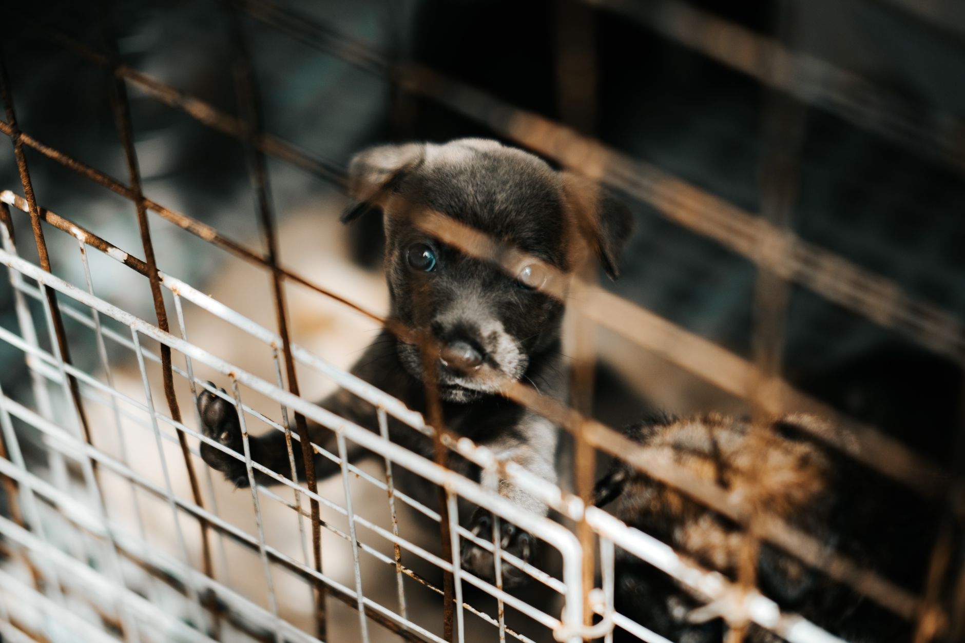 Ottawa Humane Society accepts pets displaced by Northwestern Ontario wildfires