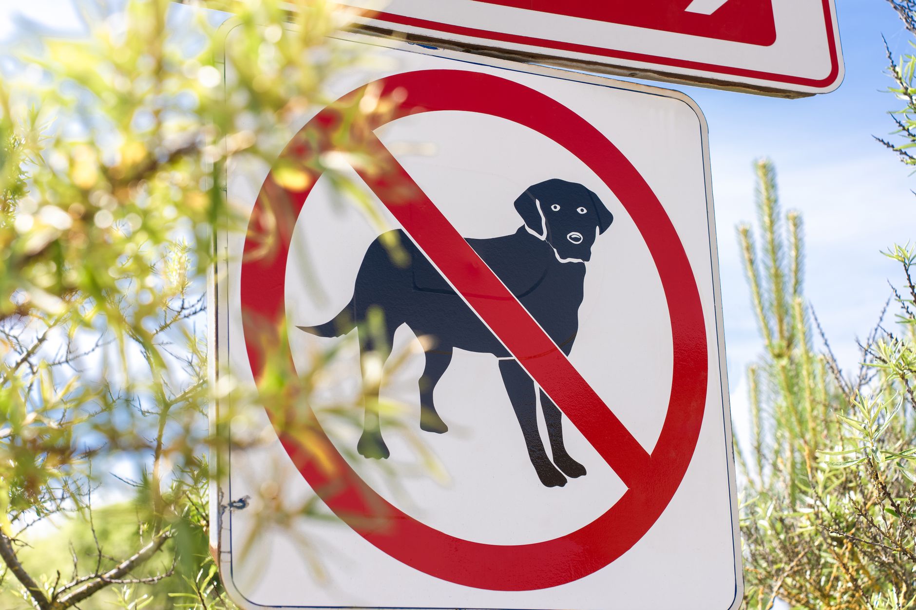 Premier reaffirms commitment to ban 'no pet' rental clauses