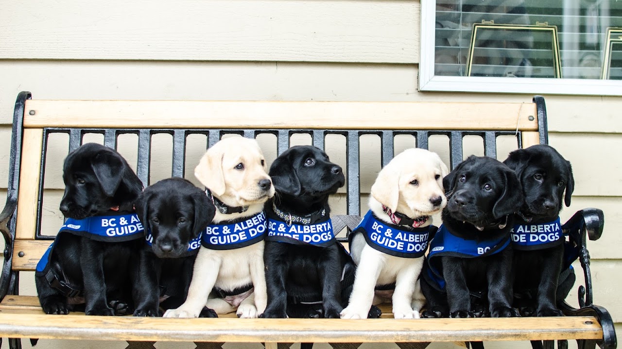 BC & Alberta Guide Dogs opens Western Canada's first breeding and training centre