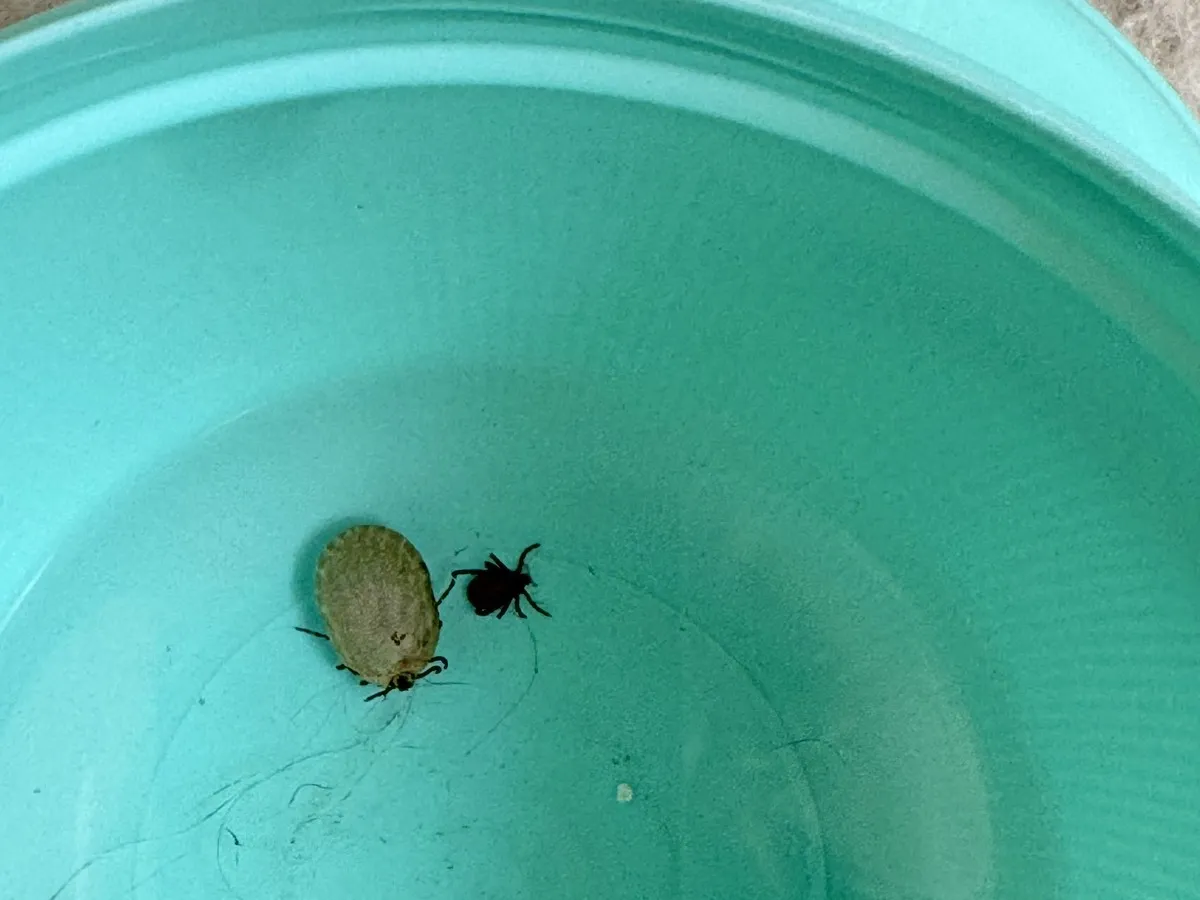 Ticks creeping into Edmonton as Lyme disease cases rise