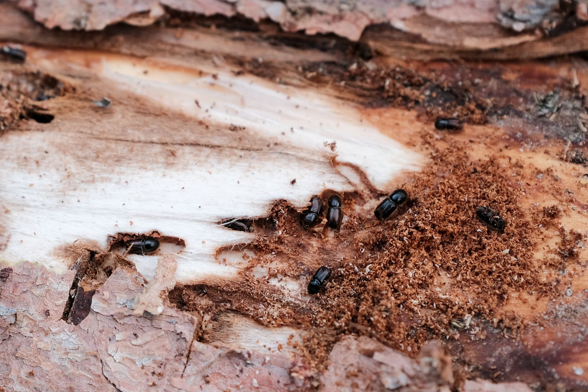 Bedbugs returning stronger as infestations surge across North America