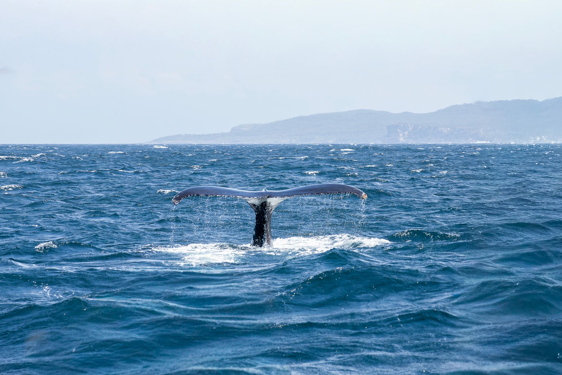 Ocean Wise brings Wonderful Whales educational tour to 19 Fraser Valley libraries through August 7