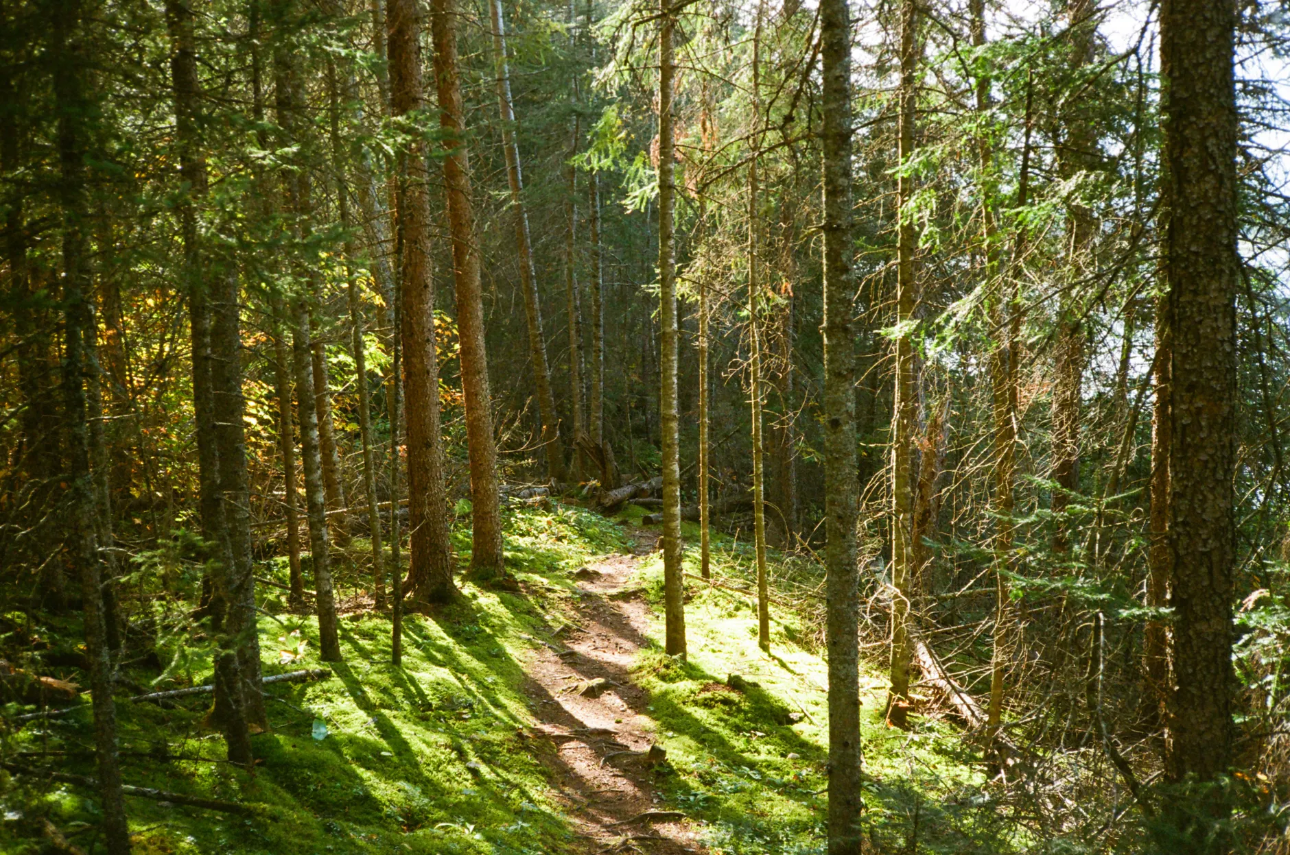 Five Edmonton-area hiking trails worth a summer detour