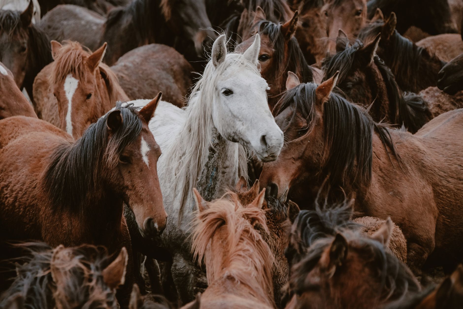 Wild Horse Numbers in Alberta: Government and Advocates Clash