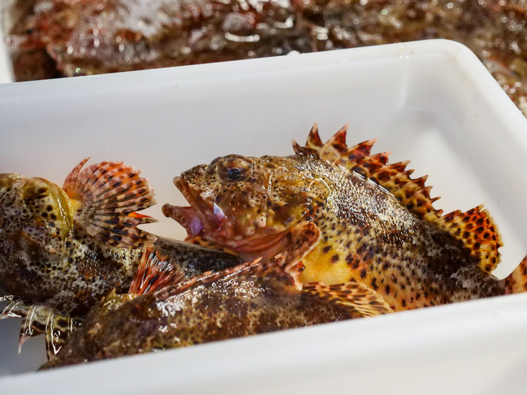 Five standout seafood spots in Montreal, according to readers