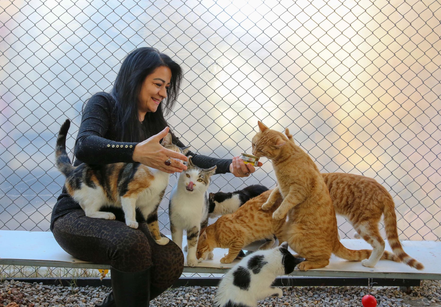 Proanima struggles with record pet surrenders as Moving Day fallout continues