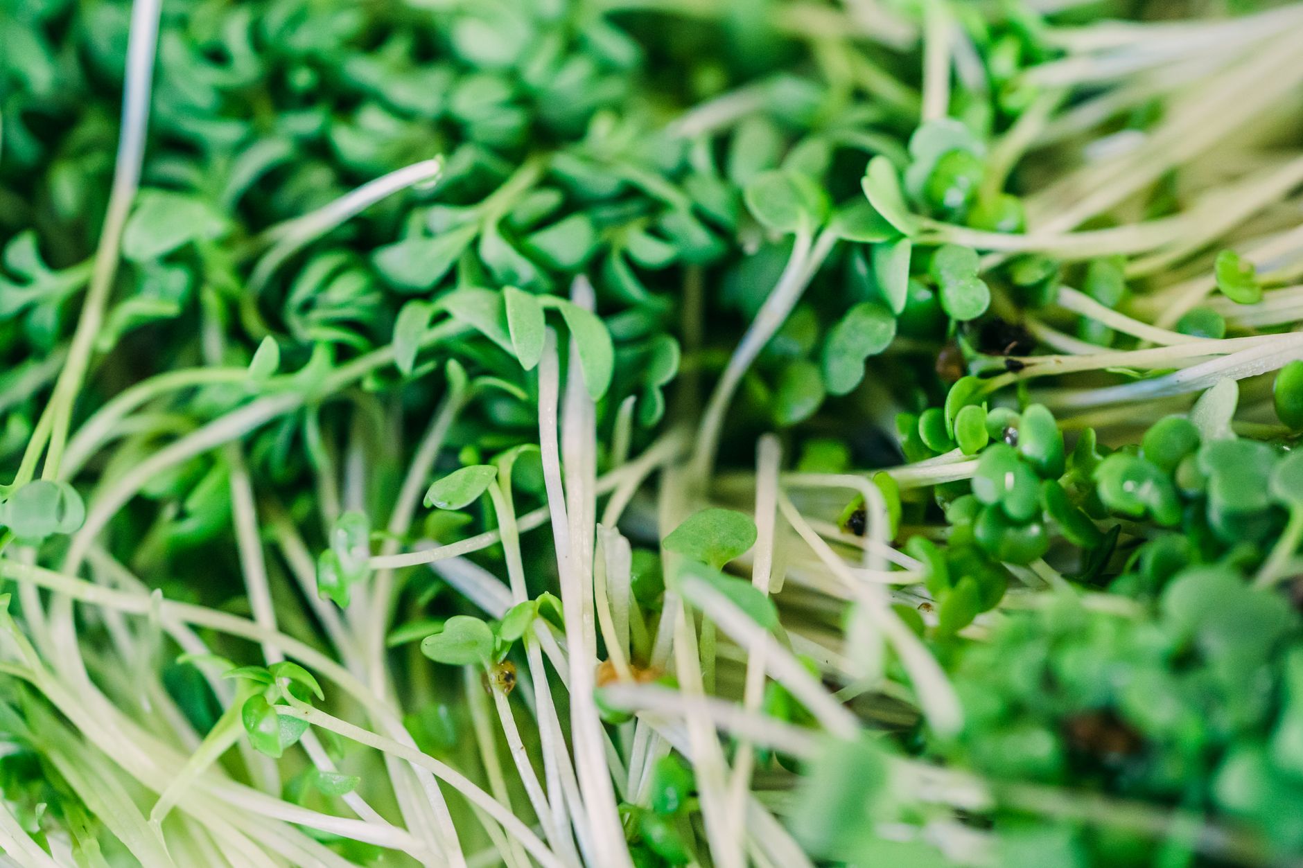 Micro Acres grows 50 varieties of microgreens for Calgary chefs
