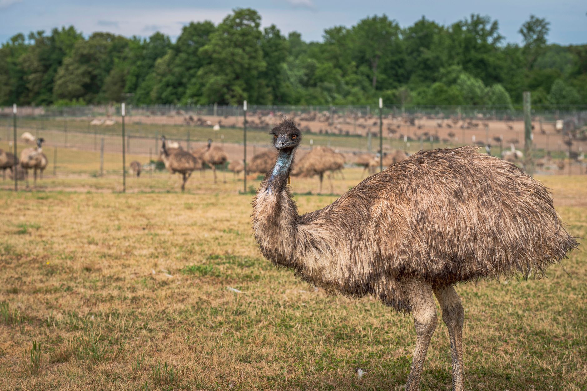 Toronto Zoo offers free field trips for all students this fall