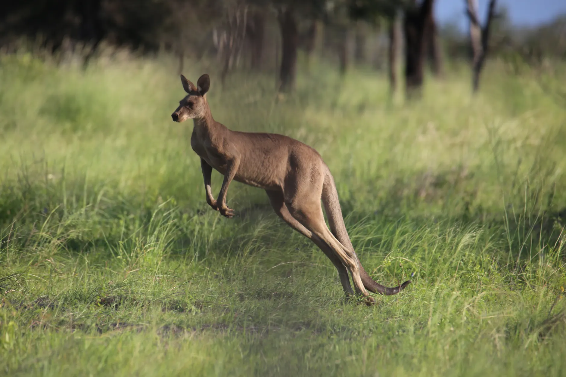 A marsupial has been hopping around the South Shore for days