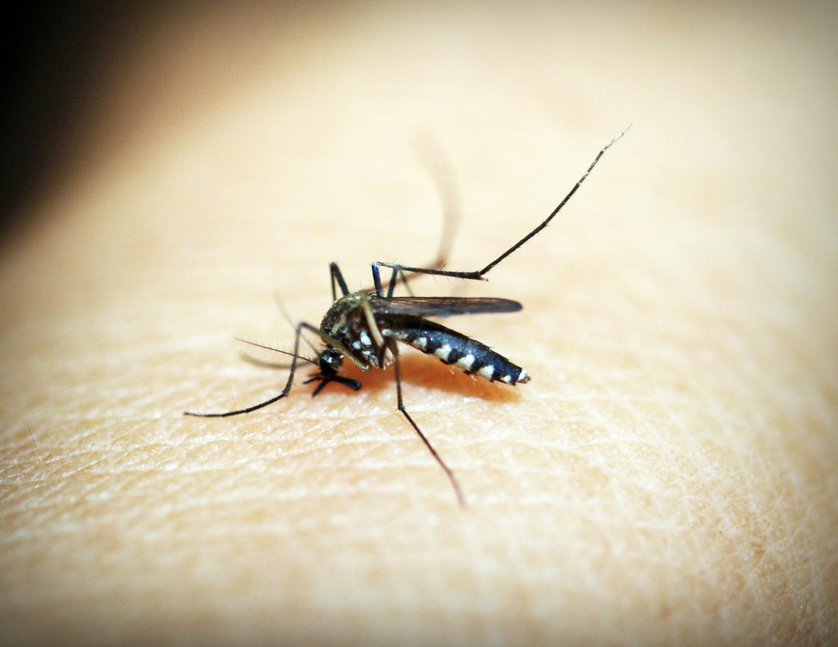Mosquitoes in Sea-to-Sky region carry virus