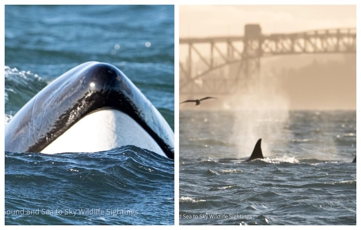 More whales spotted in Metro Vancouver waters than ever