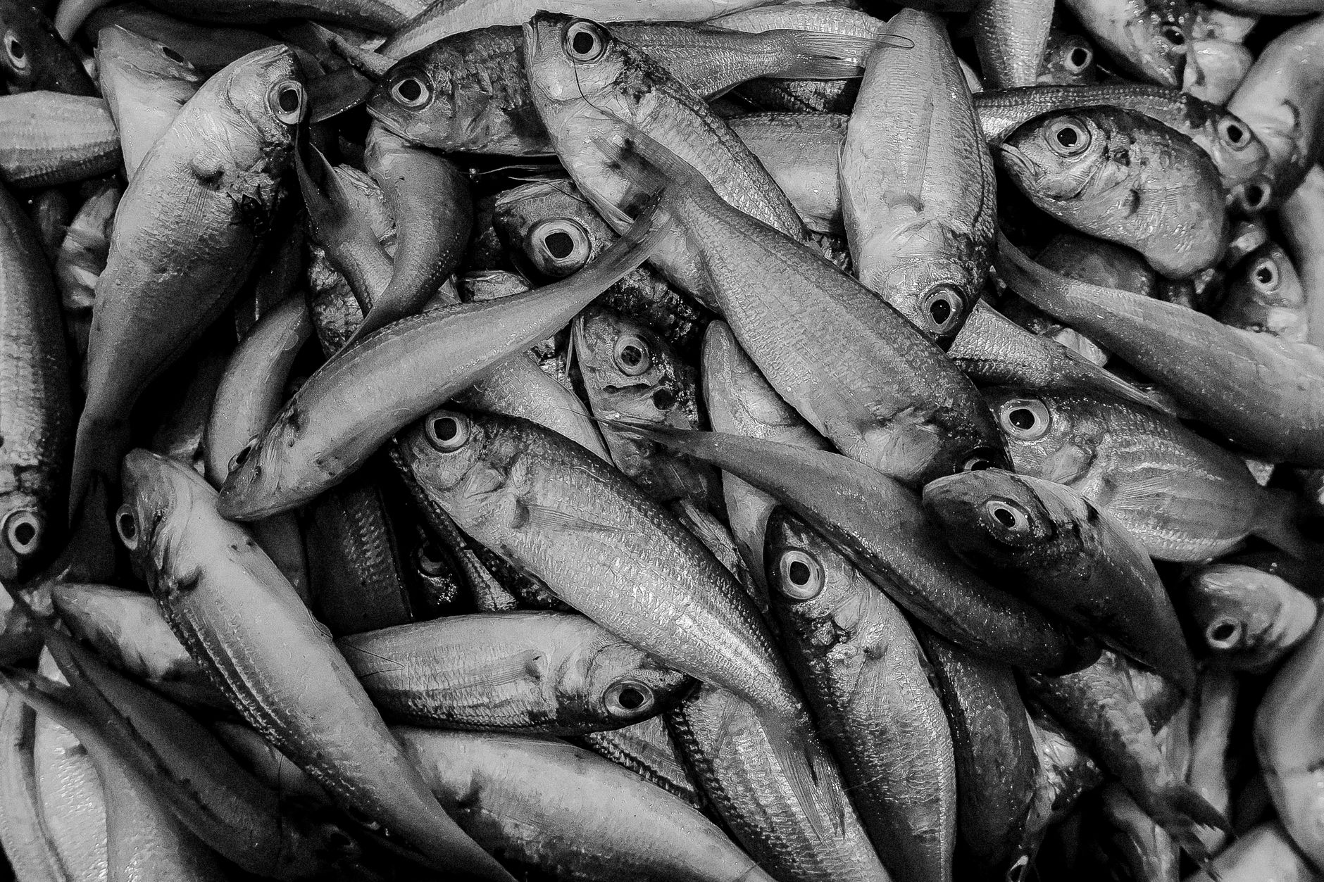 Fringe review: Black Fish uses immigration borders as stage