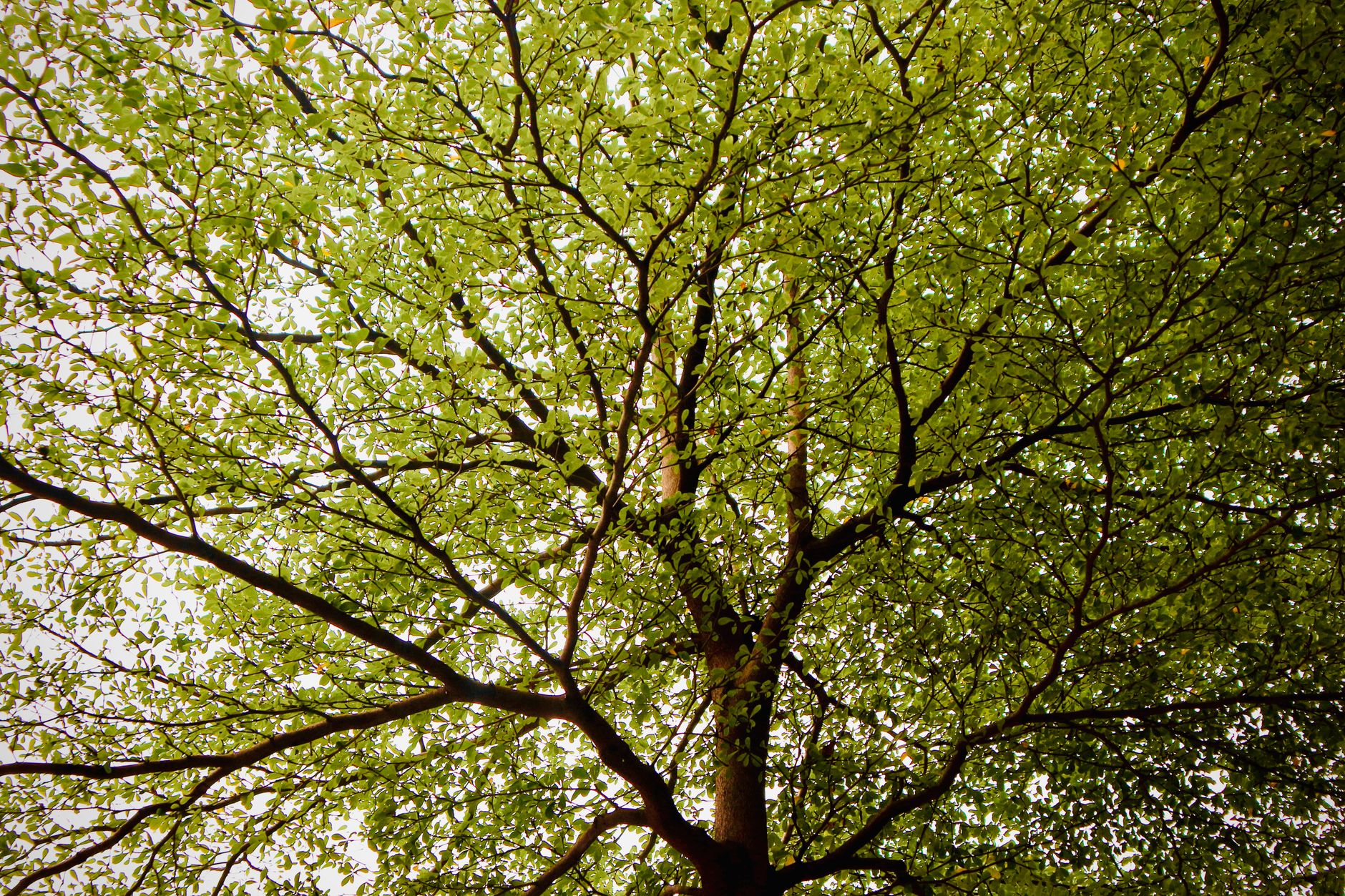 Dutch elm disease spreads to 14 Edmonton trees as half the cases arrived in just two weeks