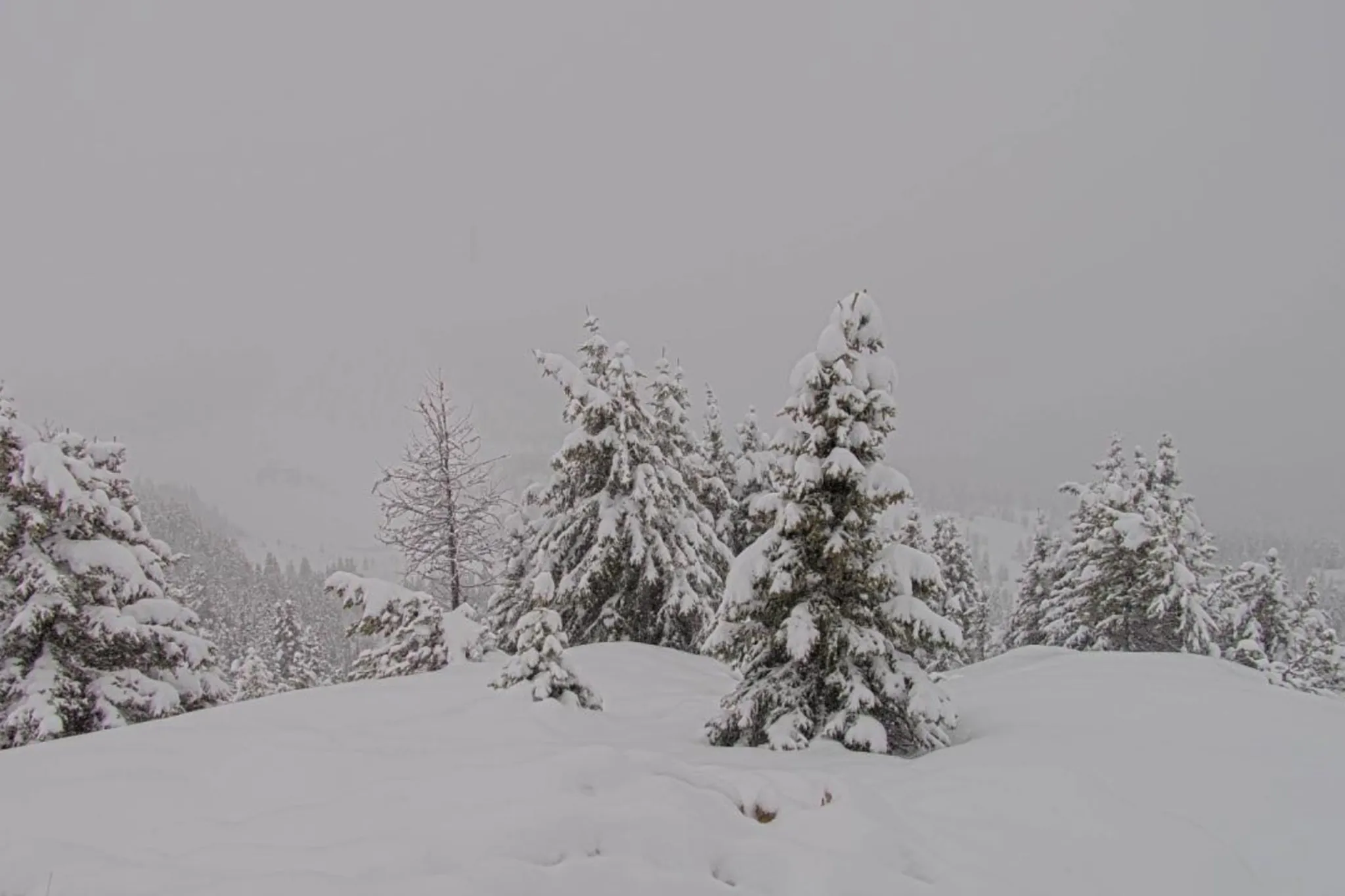 Snow blankets Alberta as June starts wet