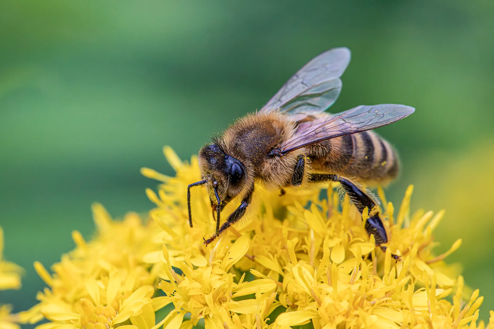 ApiSave, Burnaby biotech company, uses hop extract to fight honeybee diseases