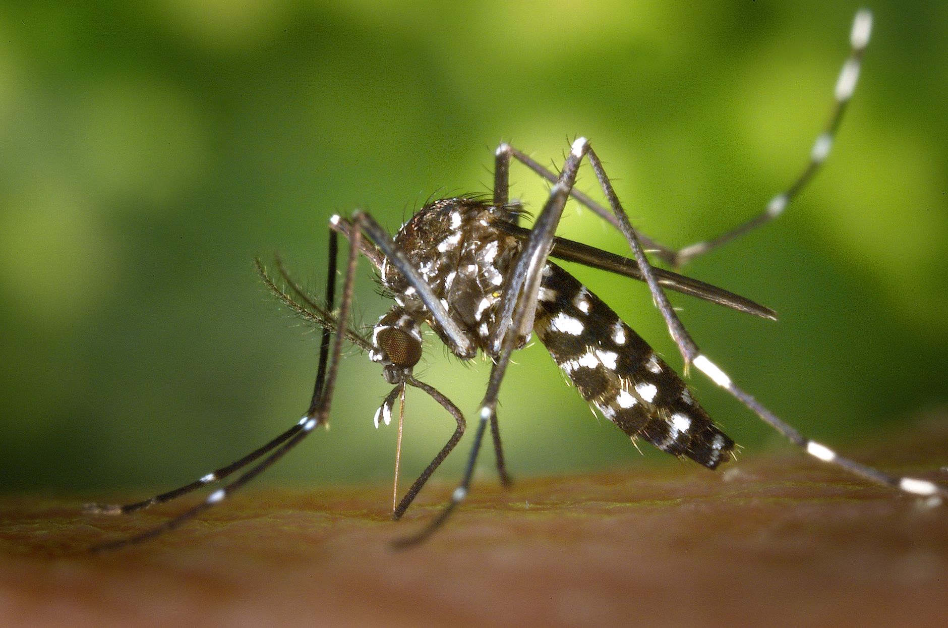 West Nile virus detected in Calgary mosquitoes earlier than usual