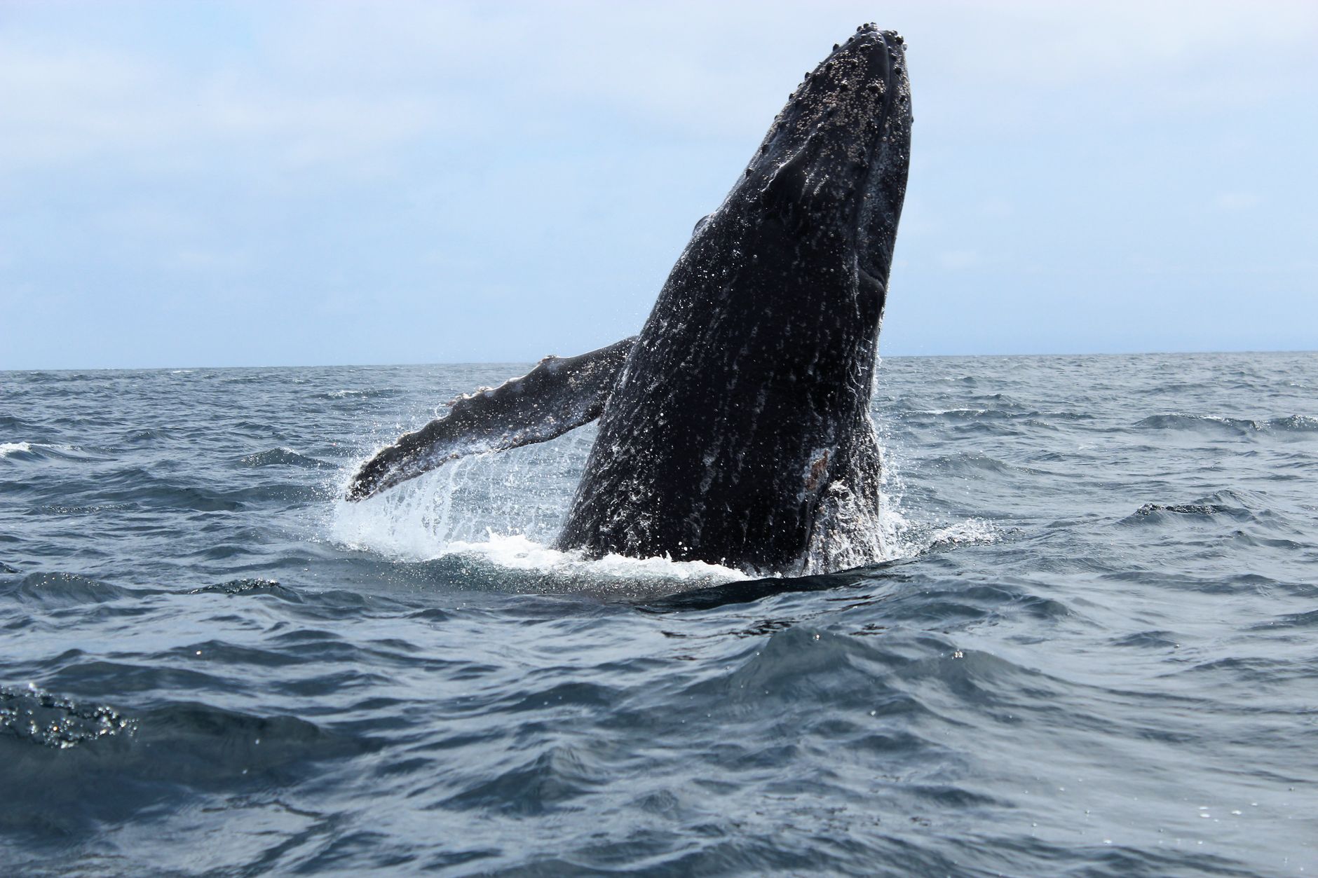 Two DFO officers hurt in humpback whale encounter off B.C. coast