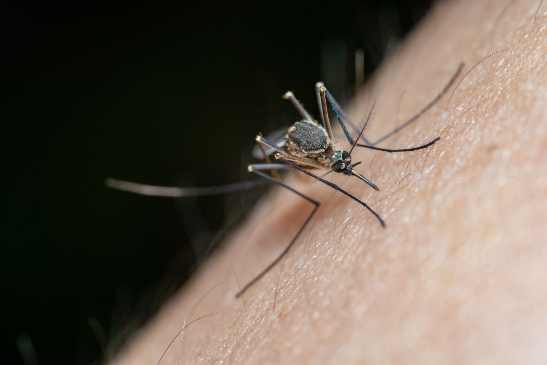 Why Mosquitoes Bite Some People More Than Others