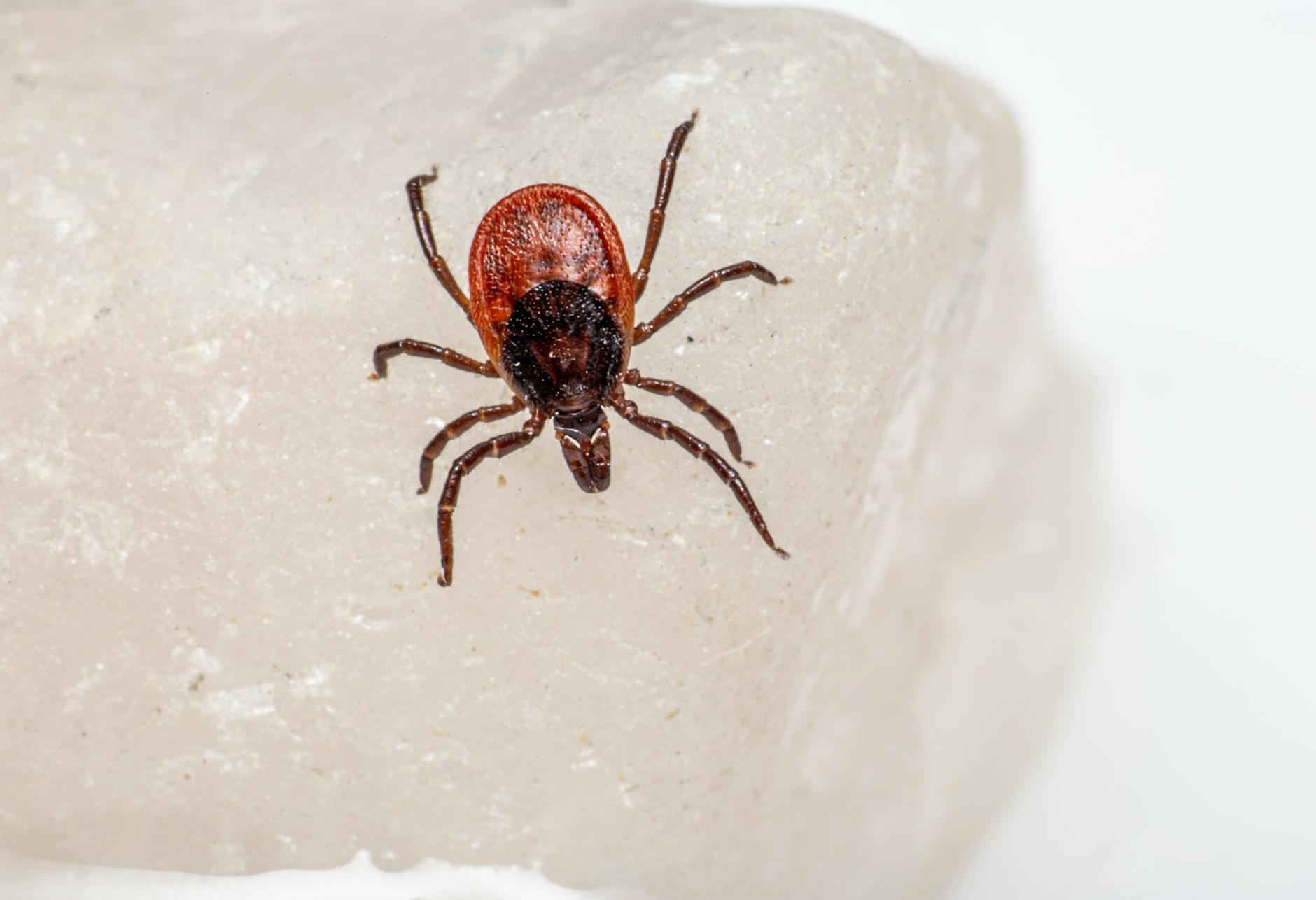 Whirling disease parasite spreads to Athabasca watershed