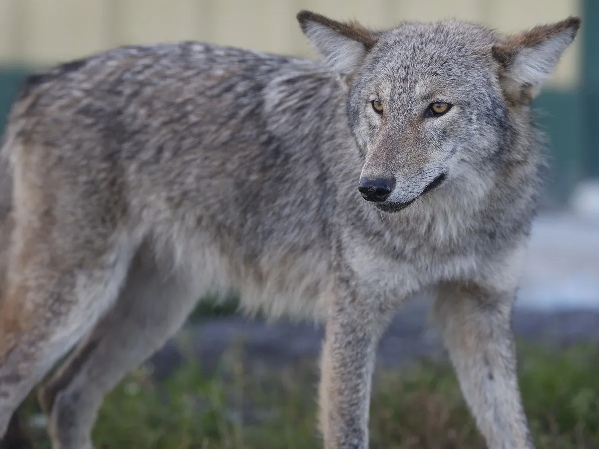 Lalande Park closed after coyote attacks boy