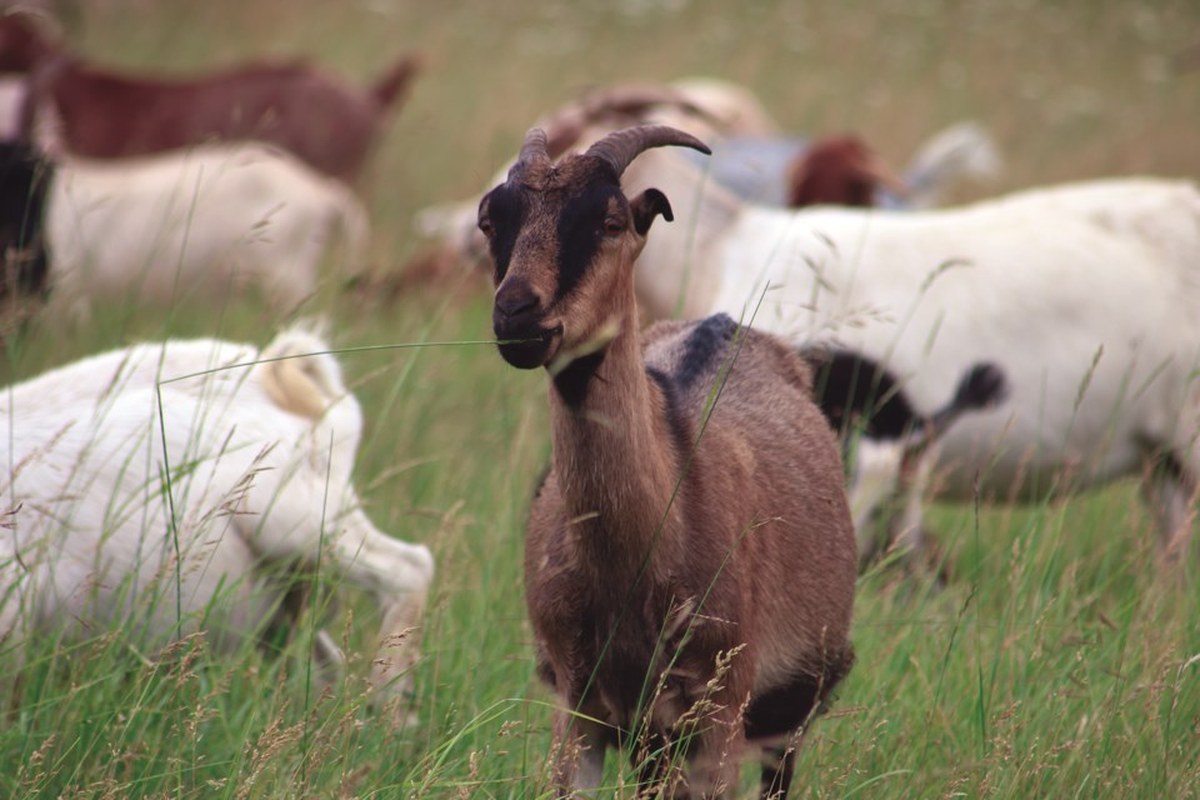 Okotoks uses herd of goats to control invasive weeds