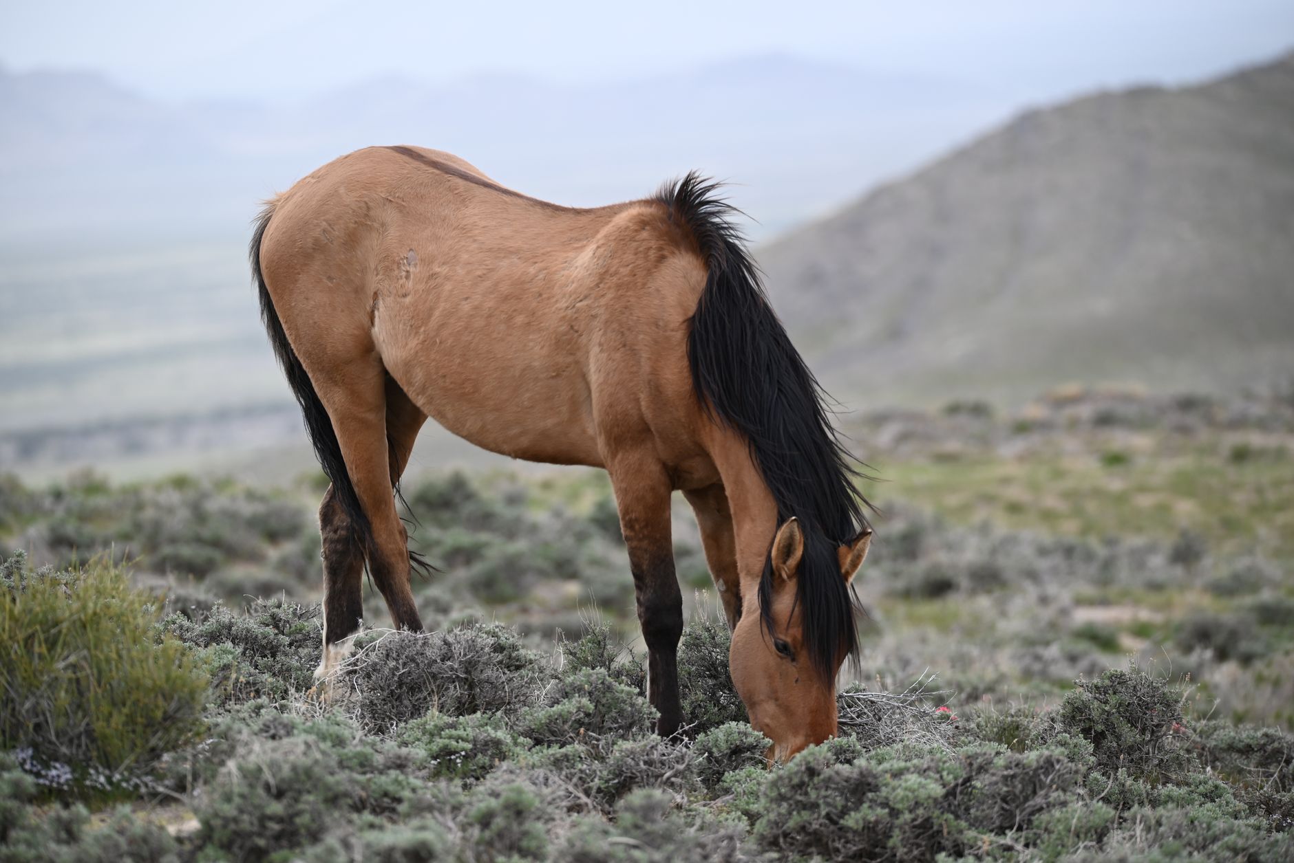 Reward for information climbs to $35,000 after Alberta wild horse Grey Hawk shot