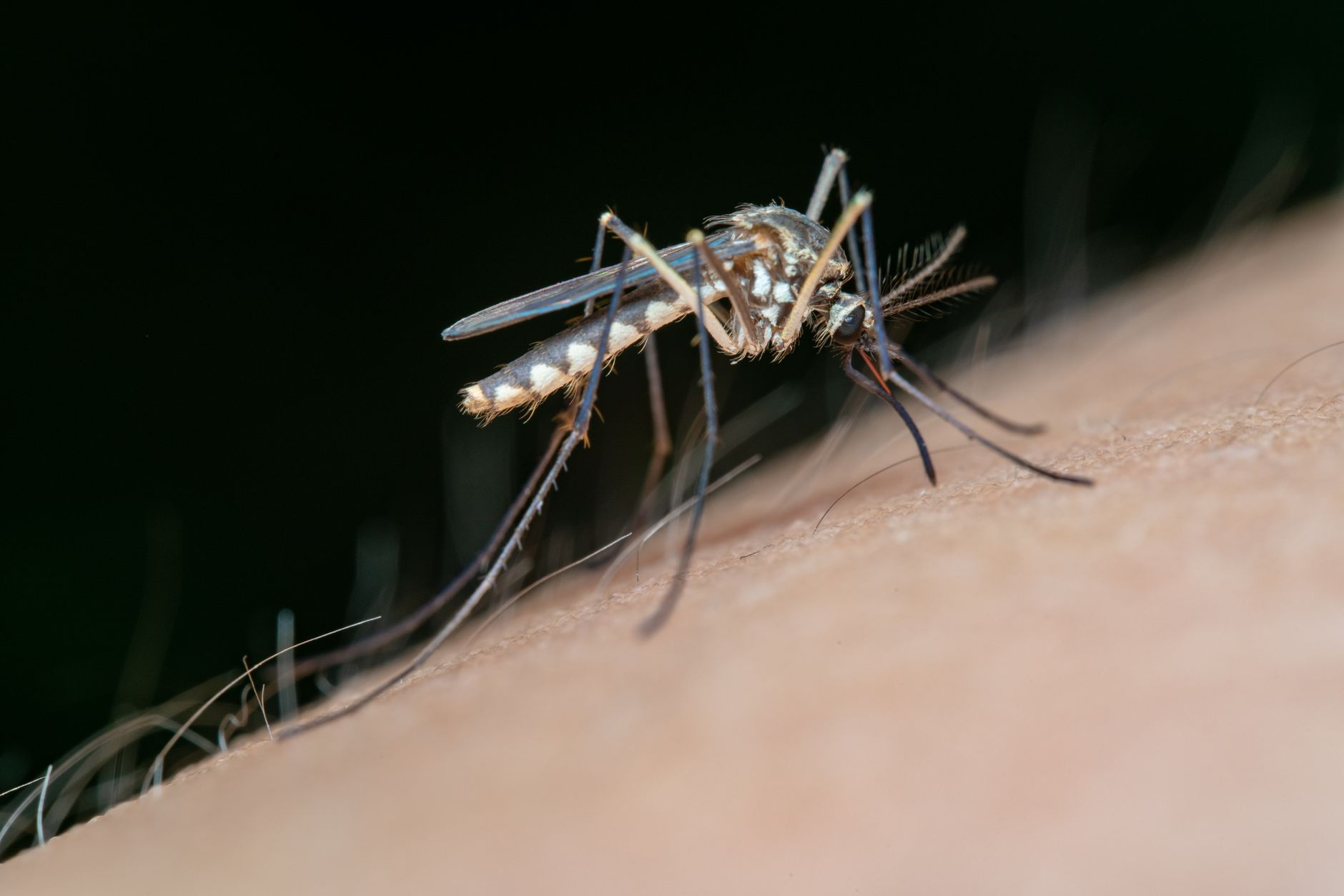 West Nile virus detected in Ottawa mosquitoes as summer season peaks