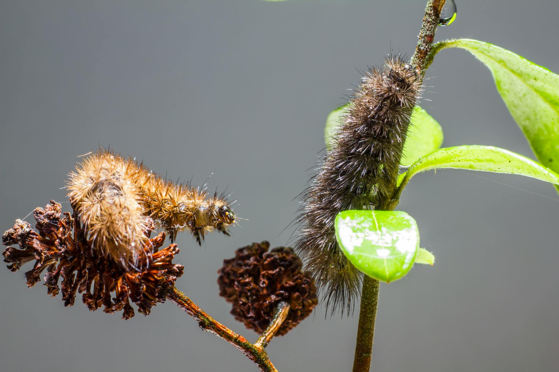 Forest tent caterpillars blanket Calgary trees in cyclical outbreak