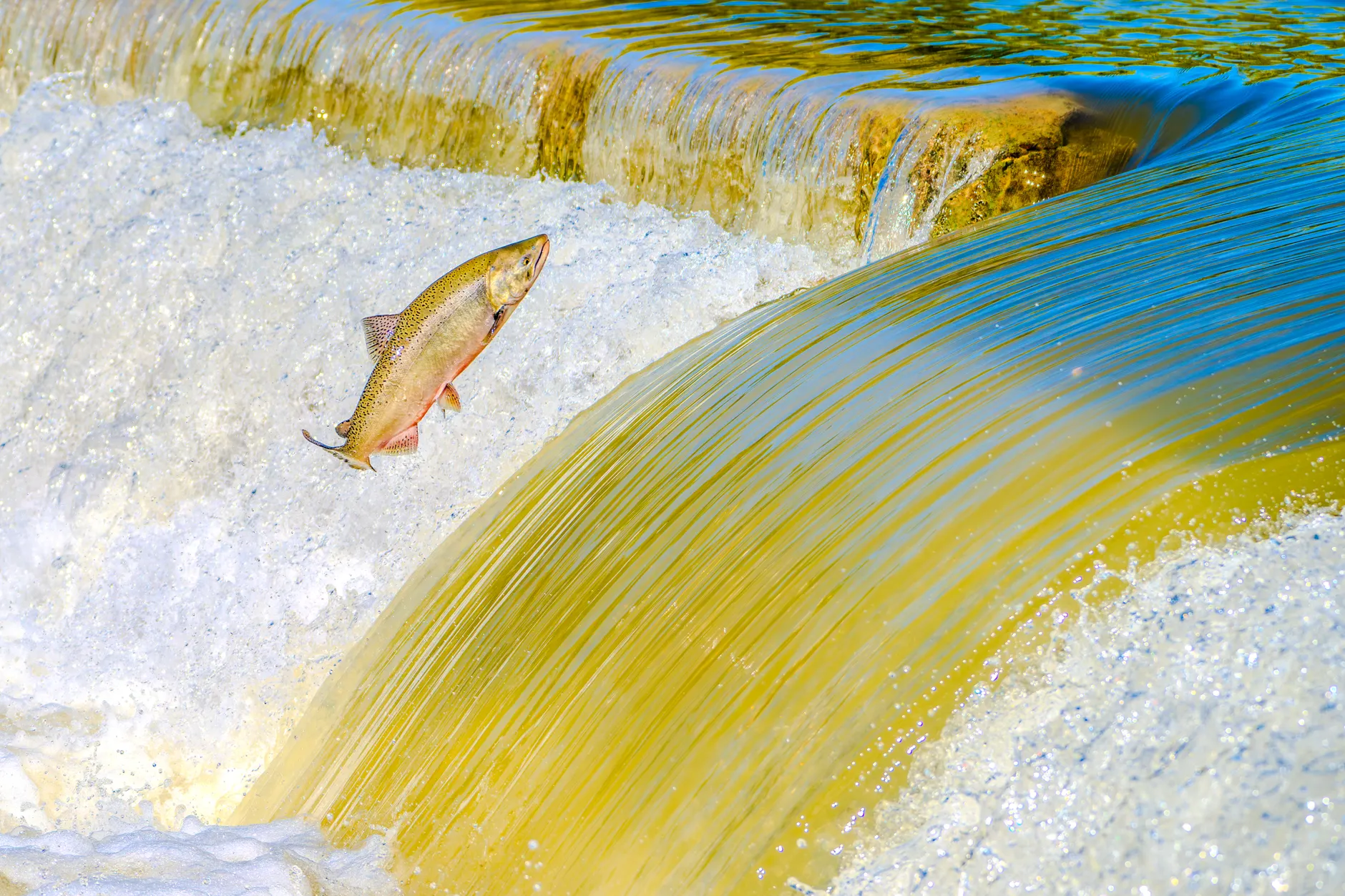 Fraser River sockeye run plummets 55%, threatening recreational fishing season