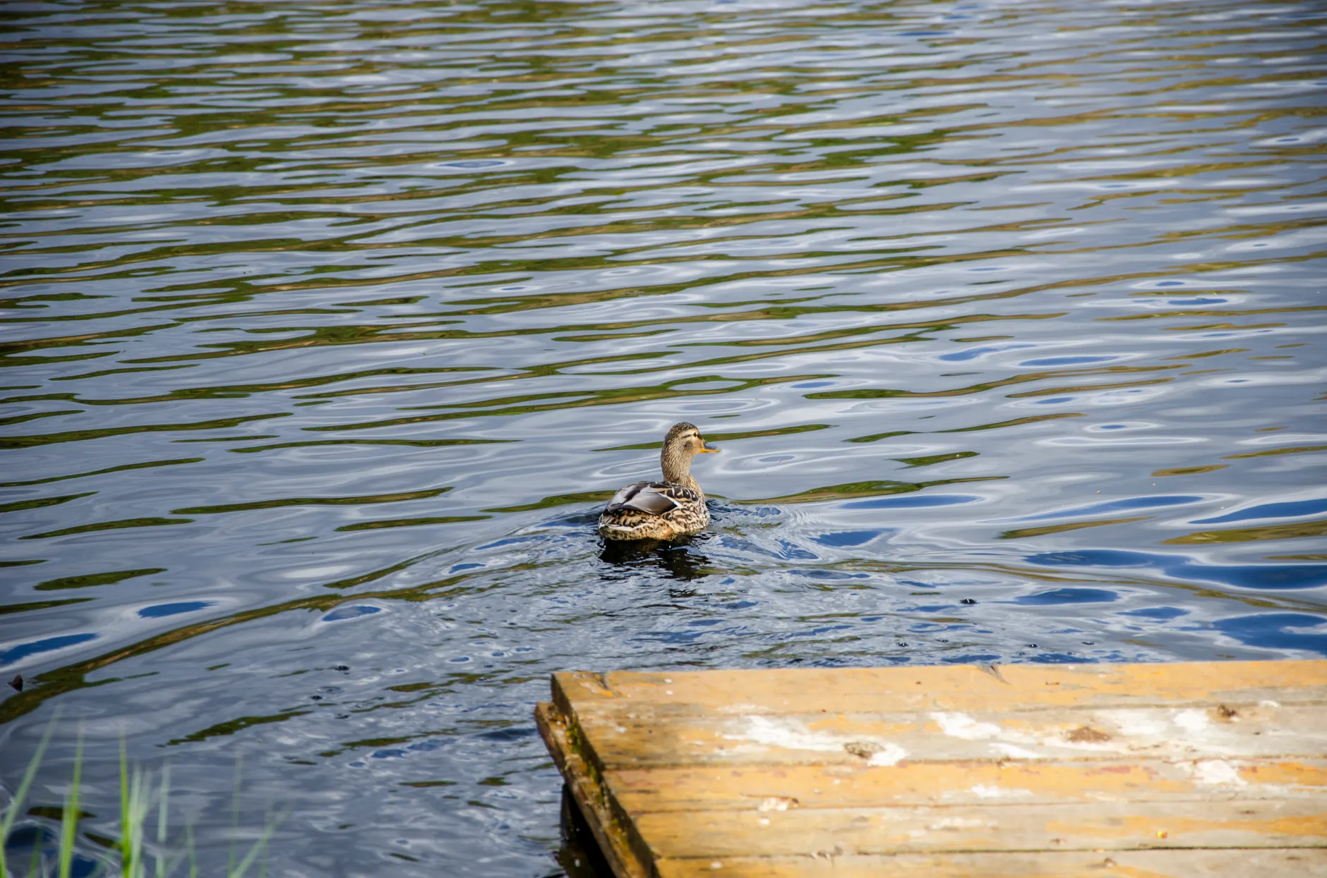 Ottawa-Gatineau has multiple new urban swimming spots as region becomes a leader in swimmable cities