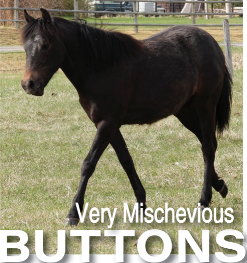 Heel & Hoof Horse Rescue holds spring market and photo opportunity