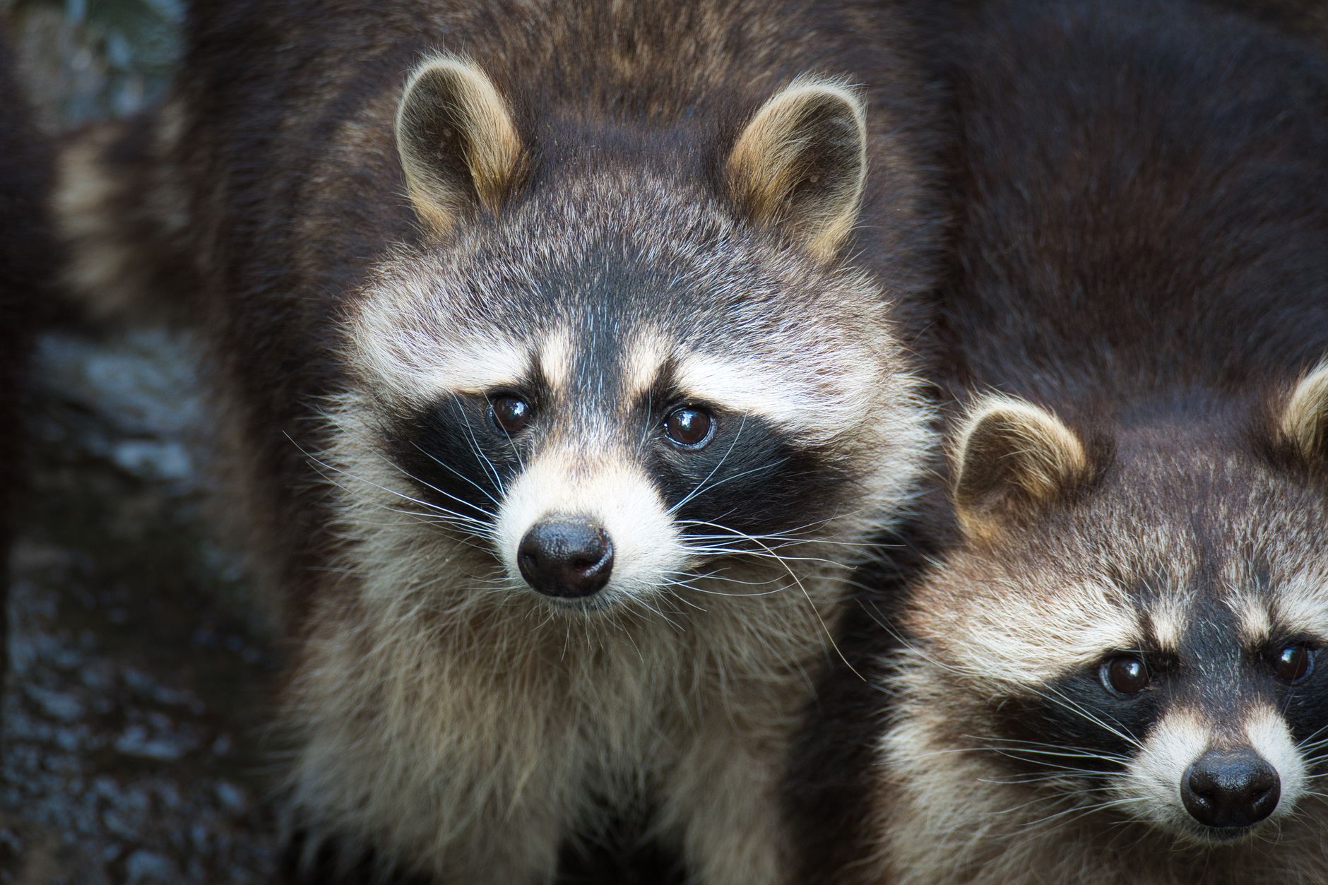First case of raccoon rabies confirmed in domestic cat in Quebec