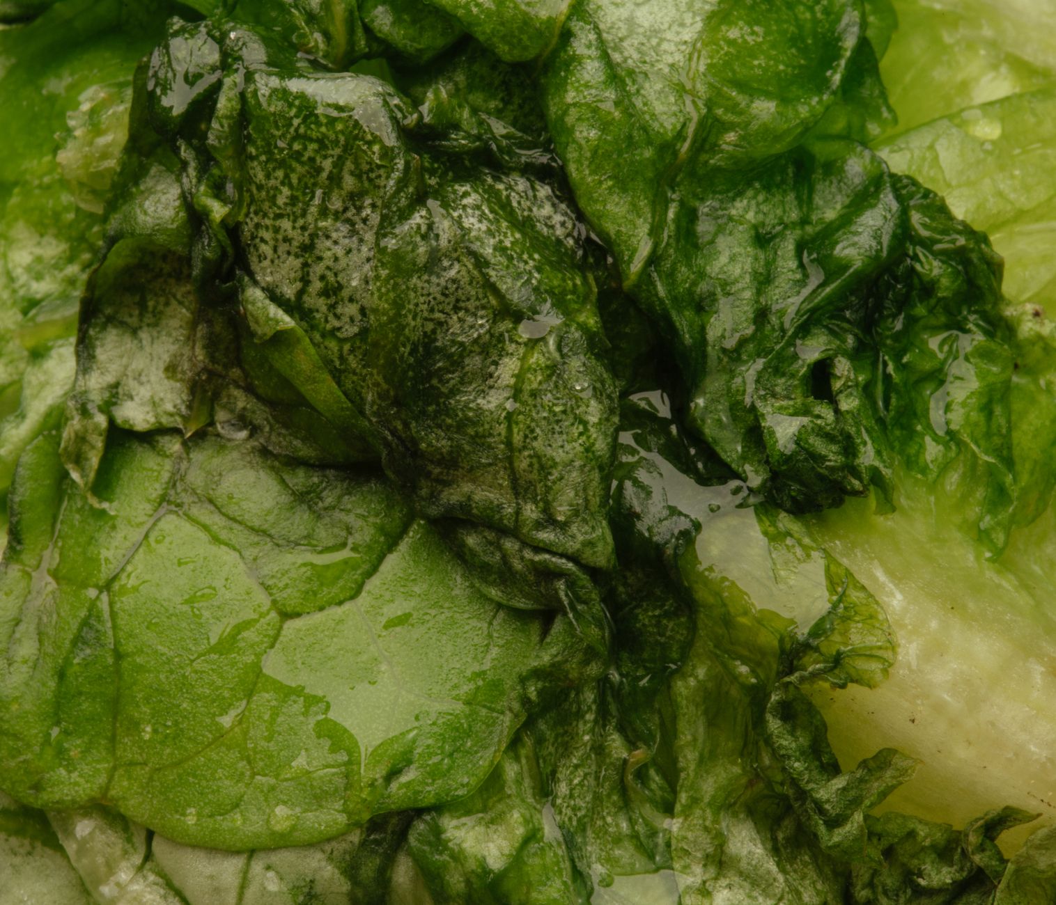 No Canadian outbreak of cyclospora parasite from U.S. tainted lettuce